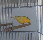1-0 kanarie, Mannelijk, Kleurkanarie