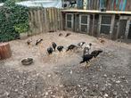 Jonge ras hanen en hennen te koop (shamo,s), Dieren en Toebehoren, Meerdere dieren, Kip