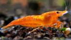 Neocaridina spec. SCHAINING ORANGE Garnaal - Koidreams Valbu