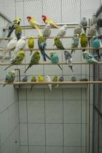 GEZOCHT parkieten, tropische vogels en kanaries, Meerdere dieren, Tropenvogel