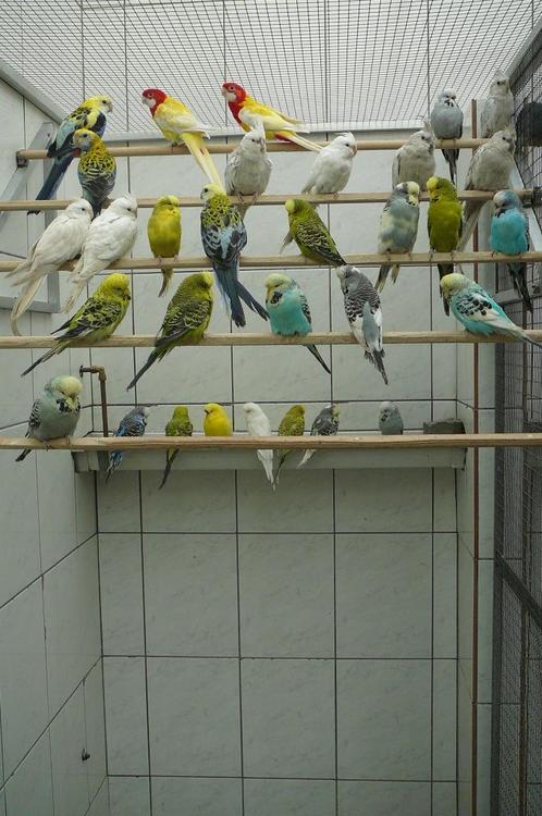 GEZOCHT parkieten, tropische vogels en kanaries, Dieren en Toebehoren, Vogels | Overige Vogels, Tropenvogel, Meerdere dieren