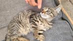 Kitten grijs, Dieren en Toebehoren, Katten en Kittens | Raskatten | Korthaar, Poes, Ontwormd, 0 tot 2 jaar