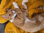 Rode kater, Dieren en Toebehoren, Katten en Kittens | Raskatten | Korthaar, Kater
