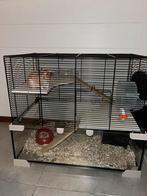 Kooi met gratis hamster erbij, Kooi, Minder dan 75 cm, Minder dan 60 cm, Ophalen of Verzenden