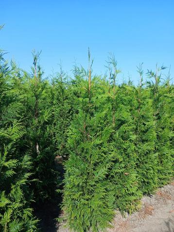 Thuja plicata ‘Martin’ kopen bij Bodemkenner beschikbaar voor biedingen