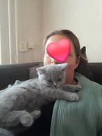 Britse korthaar poesje zoekt een huisje., Dieren en Toebehoren, Katten en Kittens | Raskatten | Korthaar, Poes, Gechipt
