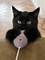 halve britse korthaar kitten kater 4 maanden, Dieren en Toebehoren, Katten en Kittens | Overige Katten, Kater