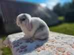 Raszuivere minilopjes, Meerdere dieren, Dwerg, Hangoor, 0 tot 2 jaar