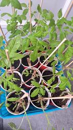 tomaten moestuinplanten, Tuin en Terras, Planten | Tuinplanten, Zomer, Ophalen, Groenteplanten, Eenjarig