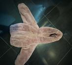 Shoeby jas nep bont meisjes maat 92, Meisje, Ophalen of Verzenden, Zo goed als nieuw, Shoeby