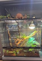Madagaskar daggekko (met terrarium), Dieren en Toebehoren