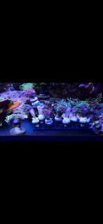 Dragon soul torch, Dieren en Toebehoren, Vissen | Aquaria en Toebehoren, Ophalen, Gevuld zeewateraquarium