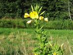 Vaste plant, teunisplant, Ophalen, Bodembedekkers, Volle zon, Vaste plant