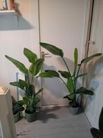 Grote kamerplant strelitzia, Huis en Inrichting, Kamerplanten, Ophalen, Overige soorten, Bloeiende kamerplant, 150 tot 200 cm