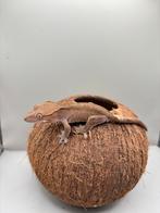 1.0 dark base phantom wimpergekko, Dieren en Toebehoren, Reptielen en Amfibieën, Hagedis, Tam, 0 tot 2 jaar