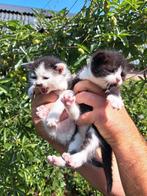 Lieve sociale kittens, Dieren en Toebehoren, Katten en Kittens | Overige Katten
