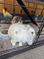 Konijnen 2 zusjes, Dieren en Toebehoren, Konijnen, Vrouwelijk, Hangoor