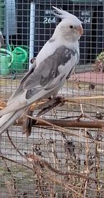 Valkparkiet mei 2025, Geslacht onbekend, Parkiet