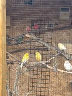2 gele kanaries mannen, Dieren en Toebehoren, Vogels | Kanaries, Mannelijk, Kleurkanarie