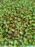 Salvinia minima, Dieren en Toebehoren, Vissen | Aquaria en Toebehoren, Ophalen