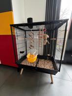 Mooie vogelkooi met jonge parkiet (mannetje), Ophalen of Verzenden, Zo goed als nieuw, Metaal, Vogelkooi