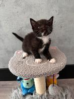 Nog 1kruising Ragdoll kitten (poesje) nu te reserveren, Dieren en Toebehoren, Meerdere dieren, Ontwormd, 0 tot 2 jaar
