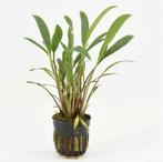 Cryptocoryne Nevellii Aquariumplanten | Aquarium-garnalen, Dieren en Toebehoren, Vissen | Aquaria en Toebehoren, Ophalen of Verzenden