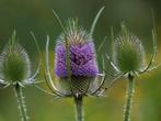 Grote Kaardenbol, Tuin en Terras, Planten | Tuinplanten, Ophalen, Zomer, Overige soorten, Volle zon