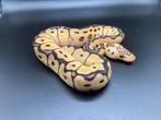 1.0 Pastel Clown ball python regius te koop, Dieren en Toebehoren, Reptielen en Amfibieën, Slang, Tam, 0 tot 2 jaar