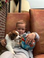 Nederlandse kooikerhondje pups raszuiver, Dieren en Toebehoren, Nederland, Rabiës (hondsdolheid), Overige rassen, 8 tot 15 weken