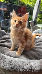 Rode maine coon kitten kater 10 wkn oud, met alle papieren, Dieren en Toebehoren, Katten en Kittens | Raskatten | Langhaar, Kater