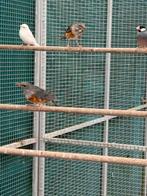 Te koop koppel grijskaplijsters, Dieren en Toebehoren, Meerdere dieren