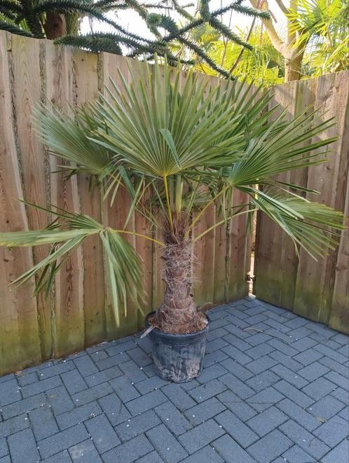 Trachycarpus fortunei winterharde palmboom, Tuin en Terras, Planten | Bomen, Palmboom, Volle zon, Zomer, Ophalen