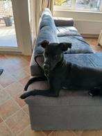 Hond speelmaatje gezocht, Ophalen