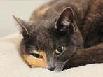 Gratis herplaatsing Britse korthaar mix 6jr, Dieren en Toebehoren, Katten en Kittens | Overige Katten, Poes