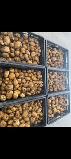 Aardappelen te koop, Ophalen of Verzenden
