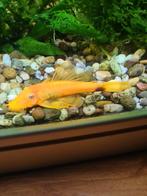 L144 ancistrus man, Vis, Zoetwatervis