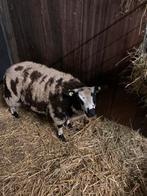 Bonte ram te koop, Dieren en Toebehoren