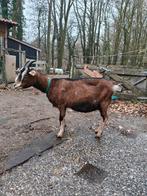 Lieve geit te koop, Dieren en Toebehoren, Schapen, Geiten en Varkens, Vrouwelijk, Geit