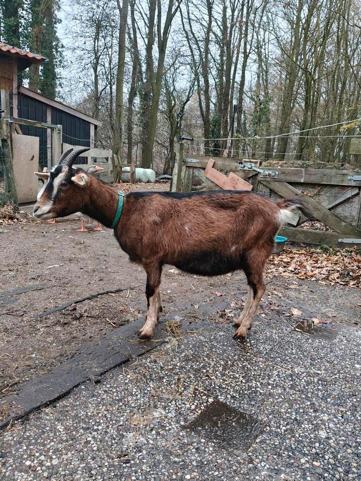 Lieve geit te koop, Dieren en Toebehoren, Schapen, Geiten en Varkens, Geit, Vrouwelijk