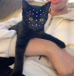 Lieve aanhankelijke kitten te koop— geboren op 25 -04 2025, Dieren en Toebehoren, Katten en Kittens | Overige Katten