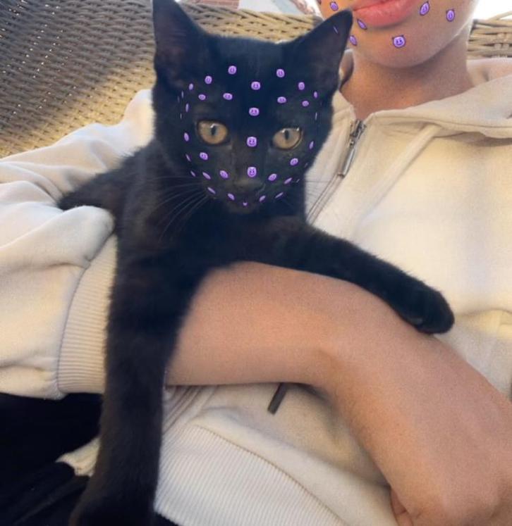 Lieve aanhankelijke kitten te koop— geboren op 25 -04 2025, Dieren en Toebehoren, Katten en Kittens | Overige Katten