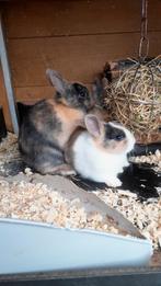 Dwergkonijnen, Dieren en Toebehoren, Konijnen, Mannelijk, Dwerg