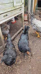 Ayam Cemani kuikens 3 mnd te koop, Dieren en Toebehoren, Pluimvee, Meerdere dieren, Kip