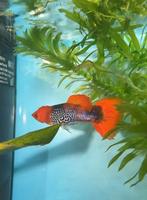 DEZE SOORT GUPPEN GEZOCHT!, Dieren en Toebehoren, Vissen | Aquariumvissen, Vis