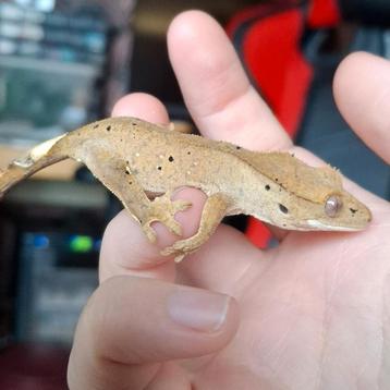 Mooie pos vrouw(0.1) dalmatian wimpergekko/crested gecko beschikbaar voor biedingen