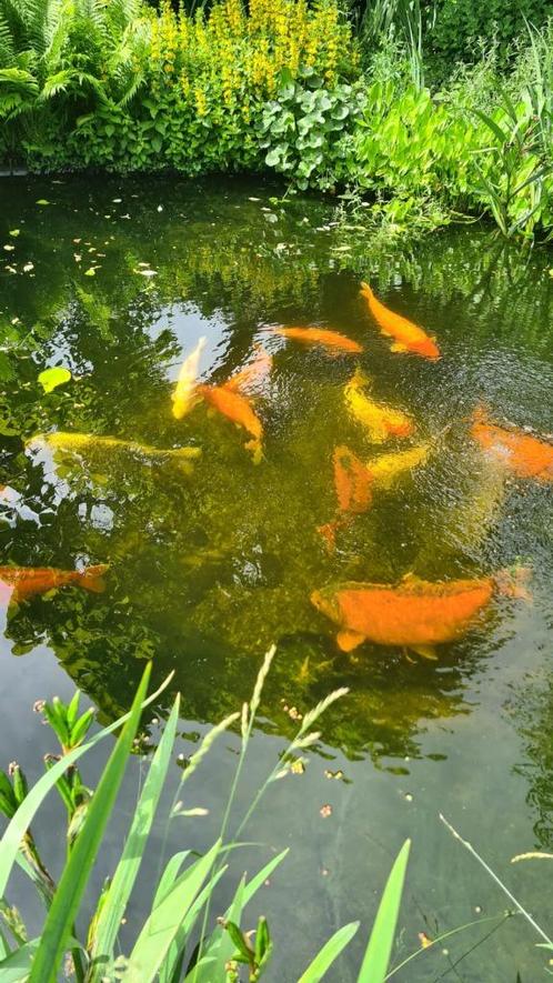 Vijvervissen, Dieren en Toebehoren, Vissen | Vijvervissen, Karper of Koi