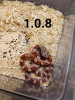 Pantherophis guttatus, Slang, Tam, 0 tot 2 jaar