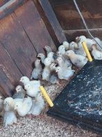 Faverolles en Leghorn hen kuikens te koop, Vrouwelijk, Kip