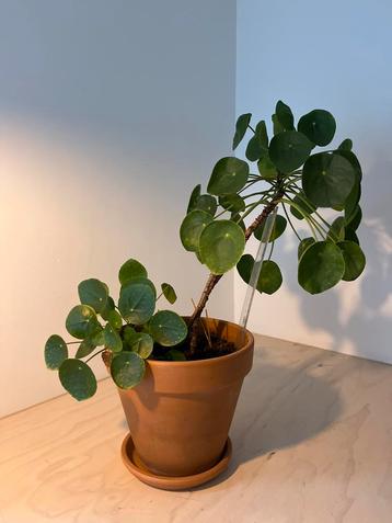 Pannenkoekenplant (Pilea peperomioides) beschikbaar voor biedingen